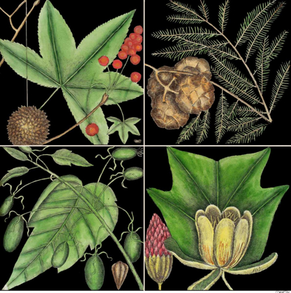 Picture of GRAPHIC BOTANICAL GRID III