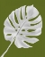 Picture of MONSTERA LEAF 1, WHITE ON GREEN