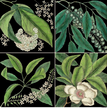 Picture of GRAPHIC BOTANICAL GRID I
