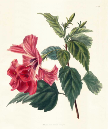 Picture of ROSE HIBISCUS II