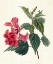 Picture of ROSE HIBISCUS II