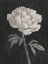 Picture of BLACK AND WHITE FLOWERS I