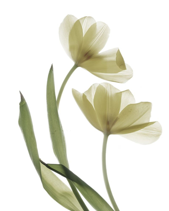 Picture of XRAY TULIP I