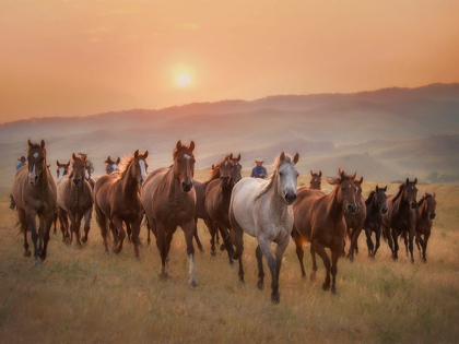Picture of SUNKISSED HORSES II