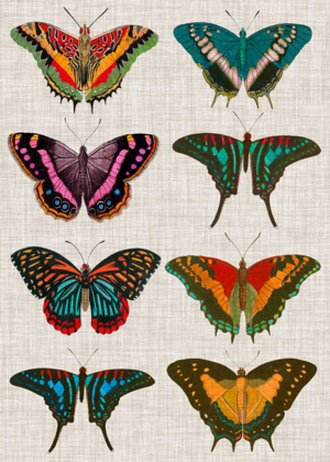 Picture of POLYCHROME BUTTERFLIES II