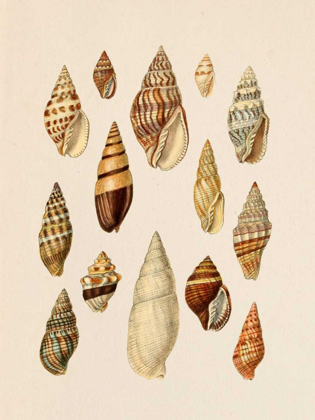 Picture of CONE SHELL DISPLAY II