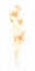 Picture of BOUQUET BLUSH III