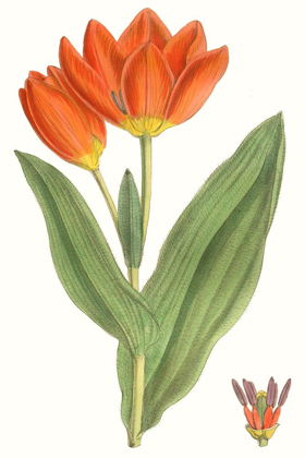 Picture of CURTIS TULIPS IX
