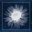 Picture of MOON FLOWER II