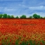 Picture of FIELD OF POPPIES I