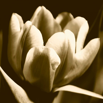 Picture of SEPIA TULIP I