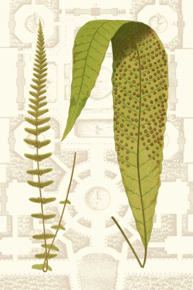 Picture of GARDEN FERNS III