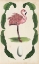 Picture of ANTIQUARIAN MENAGERIE - FLAMINGO I