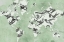 Picture of MIGRATION OF BIRDS