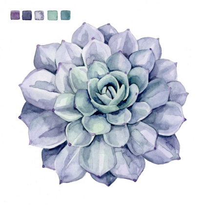 Picture of SUCCULENT SWATCHES III