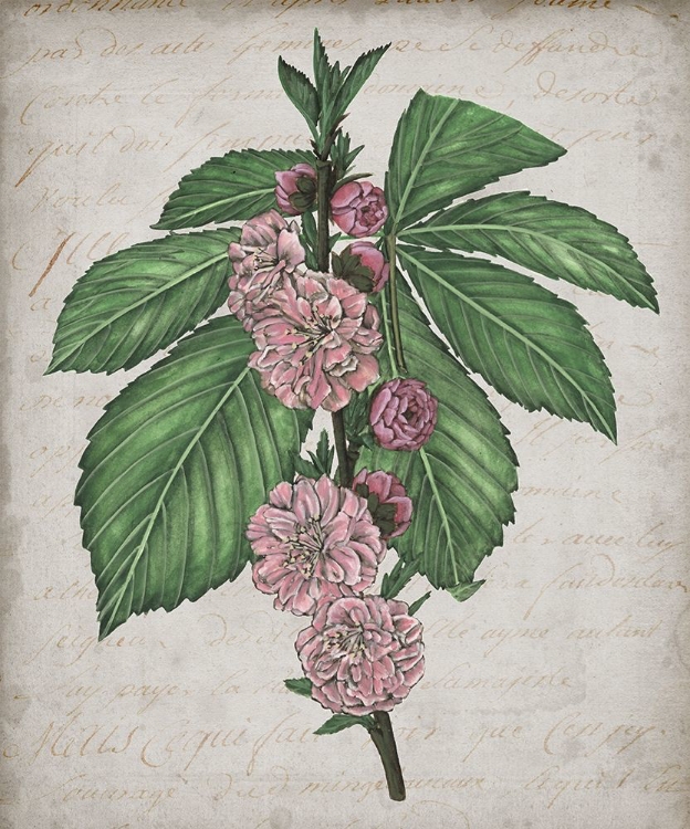 Picture of FLORAL MEMORY II