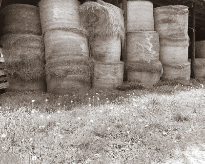 Picture of SEPIA FARM STUDY V