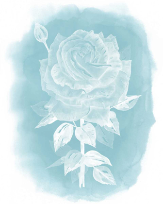 Picture of GHOST ROSE II