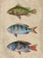 Picture of FISH FRIENDS 1