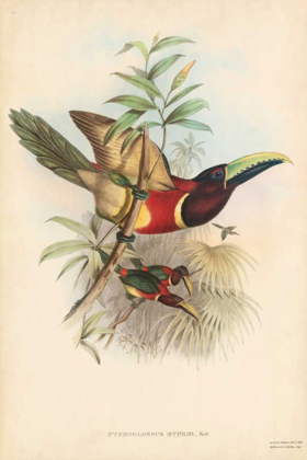 Picture of TROPICAL TOUCANS III