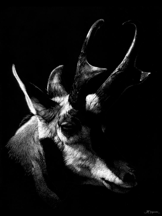 Picture of WILDLIFE SCRATCHBOARDS II