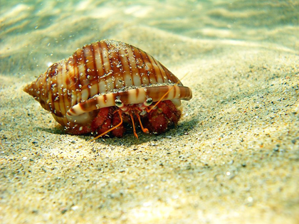 Picture of HERMIT-CRAB-UNDER-WATER-SEA-PHOTO