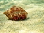 Picture of HERMIT-CRAB-UNDER-WATER-SEA-PHOTO