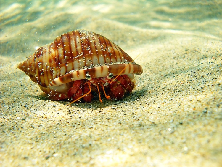 Picture of HERMIT-CRAB-UNDER-WATER-SEA-PHOTO