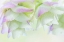 Picture of ORNAMENTAL OREGANO IV