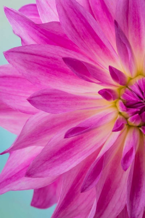 Picture of PINK DAHLIA I