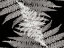 Picture of FERNS II
