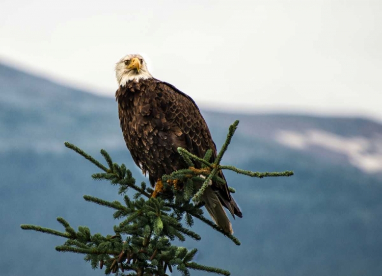 Picture of BALD EAGLE I