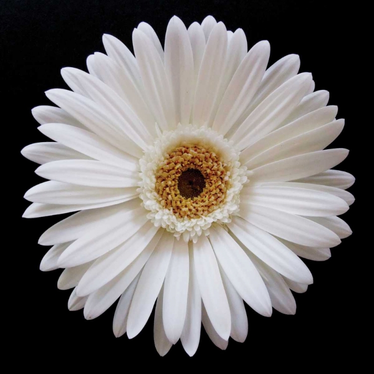 Picture of WHITE GERBER DAISY