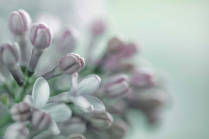Picture of LILAC BLOSSOM II