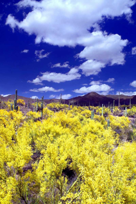 Picture of PALO VERDE BLOOM