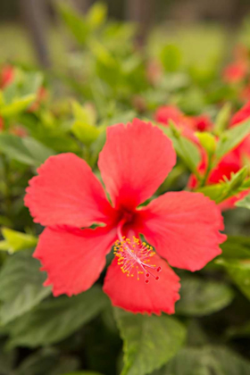 Picture of RED HIBISUCS