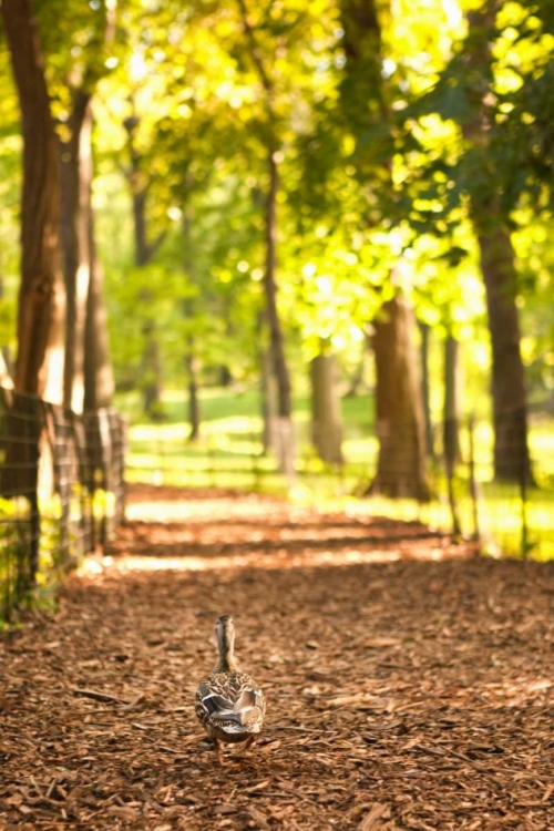 Picture of DUCK WALK