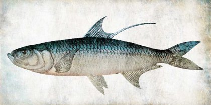 Picture of FISH