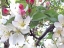 Picture of SPRING DELIGHT II