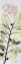 Picture of CHRISTMAS CALLA LILY