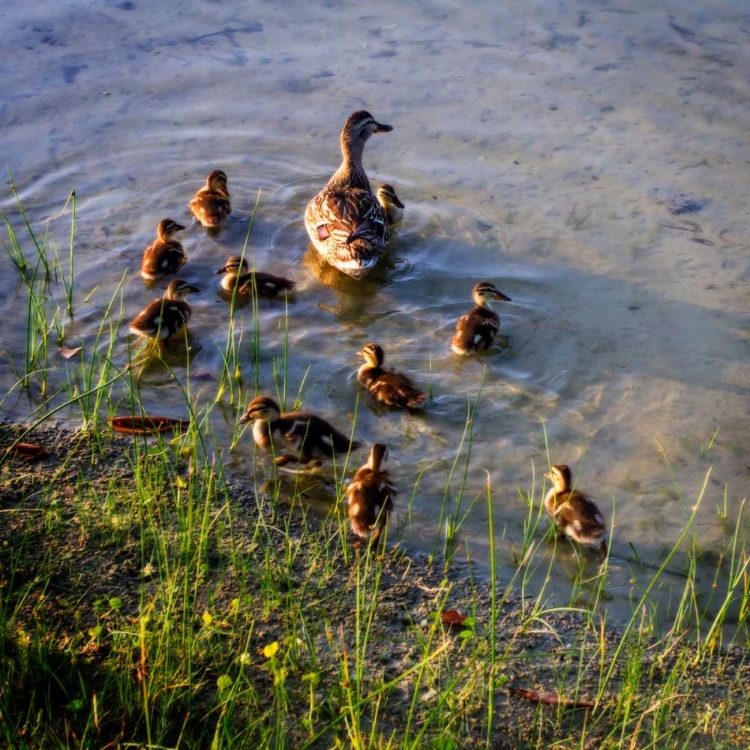 Picture of MOTHER DUCK AND FAMILY II