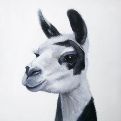 Picture of BLACK AND WHITE LAMA