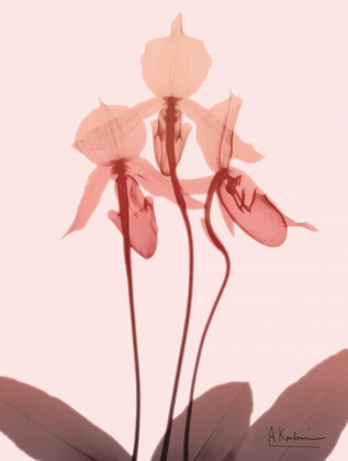 Picture of FURIOSA ORCHID