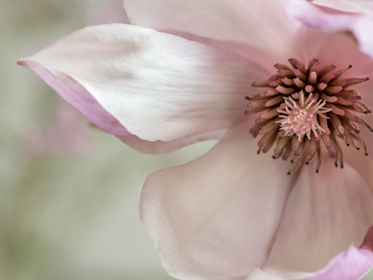 Picture of PINK MAGNOLIA 2