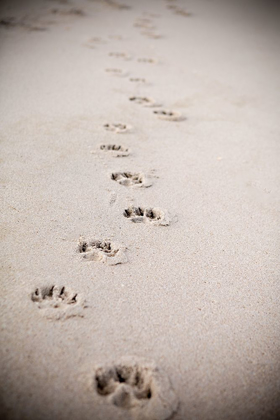 Picture of PAW PRINTS IN SAND