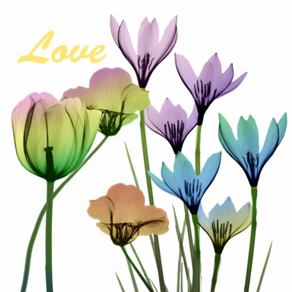 Picture of FLORAL RAINBOW LOVE
