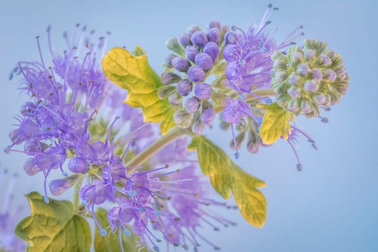 Picture of CARYOPTERIS III