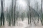 Picture of SHROUDED FOREST 1