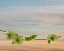 Picture of DOGWOOD AT SUNSET II