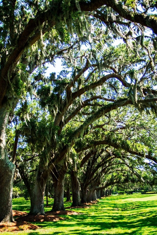 Picture of AVENUE OF OAKS I